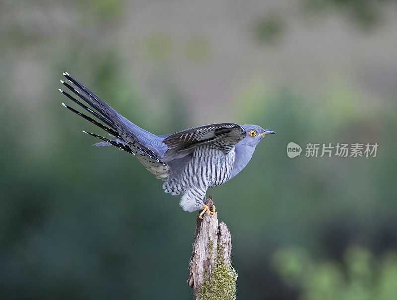 雄性杜鹃(Cuculus canorus)